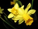 Daffodils