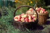 Apples