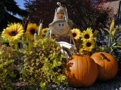 Pumpkins and Scarecrow in the Fall.