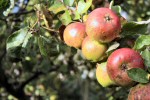 Apples