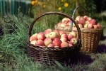 Georgia Apple Festival