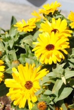 Spring flowers